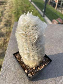 Austrocephalocereus dybowskii